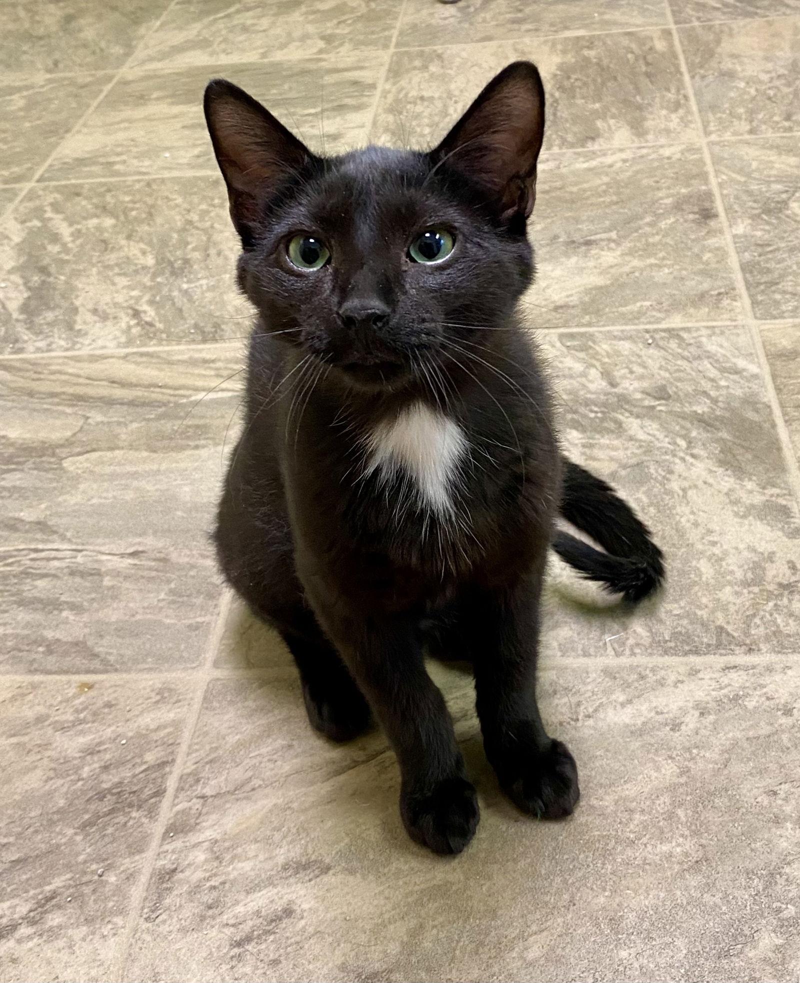 Frank, Adopted, Young Male Domestic Short Hair.