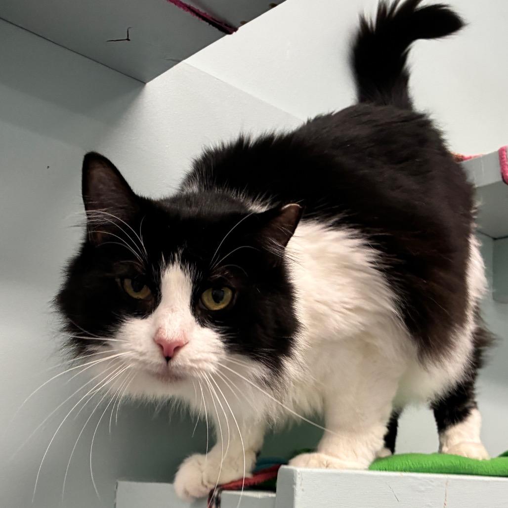 Tia, Adoptable, Adult Female Domestic Medium Hair.