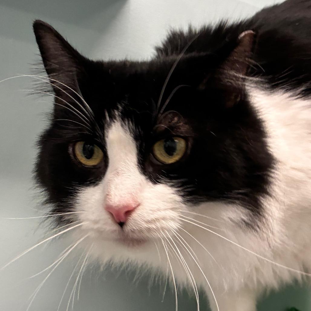 Enlarge Tia, a Adoptable Domestic Medium Hair in Redwood City, CA image 2/3