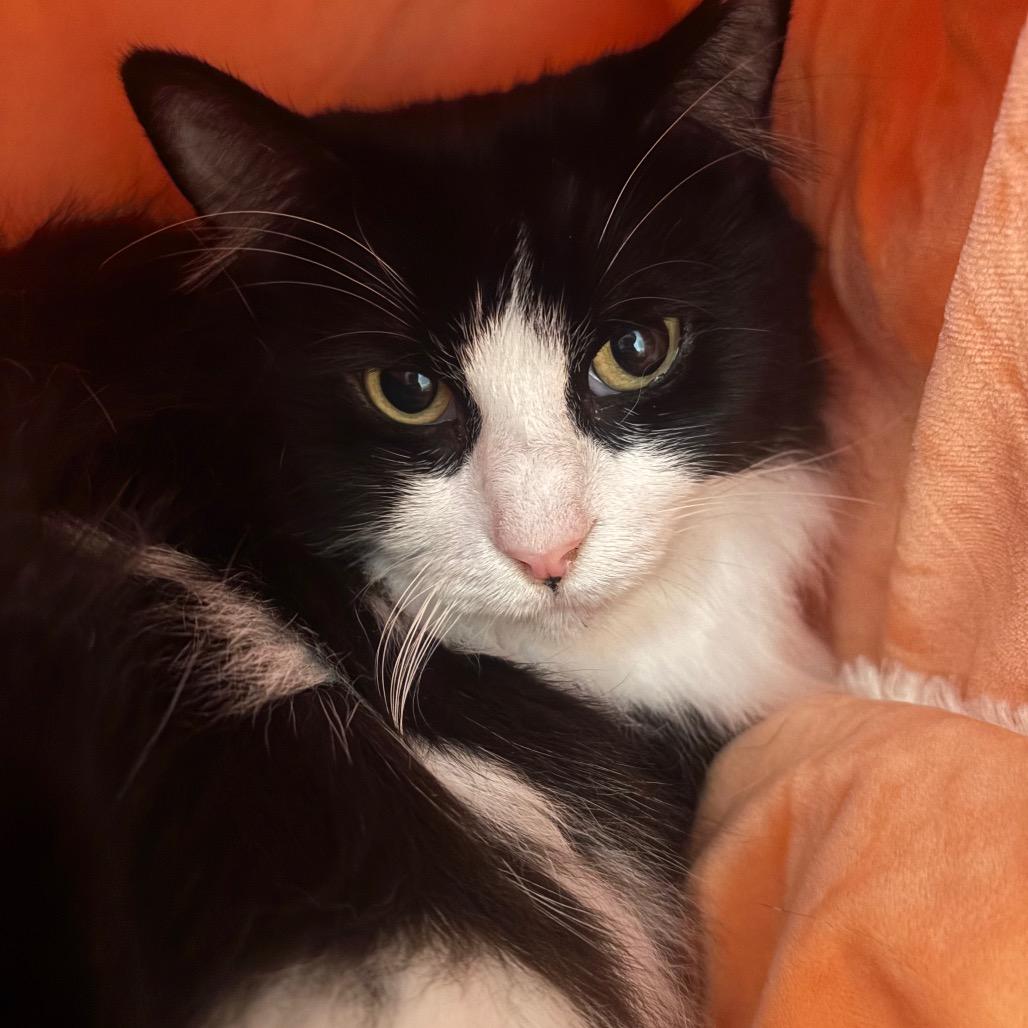 Enlarge Tia, a Adoptable Domestic Medium Hair in Redwood City, CA image 1/1