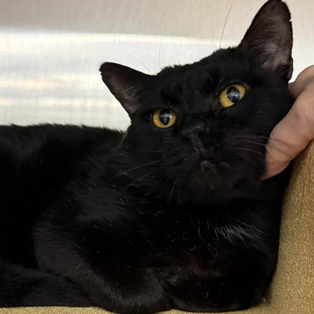 Oscar, Adoptable, Adult Male Domestic Short Hair.