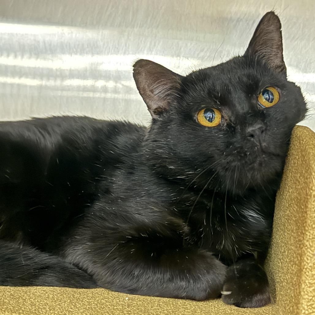 Enlarge Oscar, a Adoptable Domestic Short Hair in Traverse City, MI image 2/6