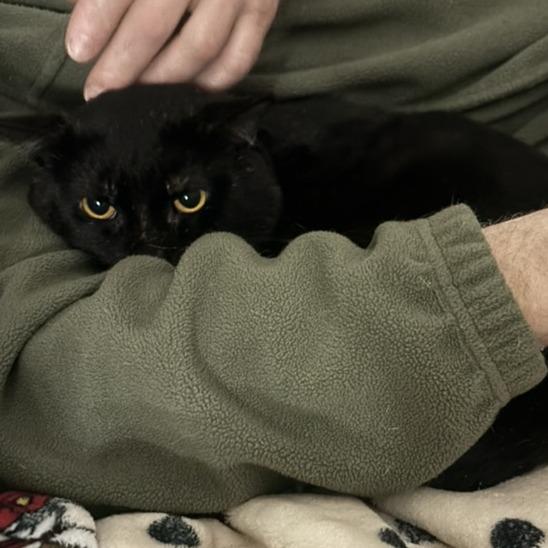 Enlarge Oscar, a Adoptable Domestic Short Hair in Traverse City, MI image 3/6