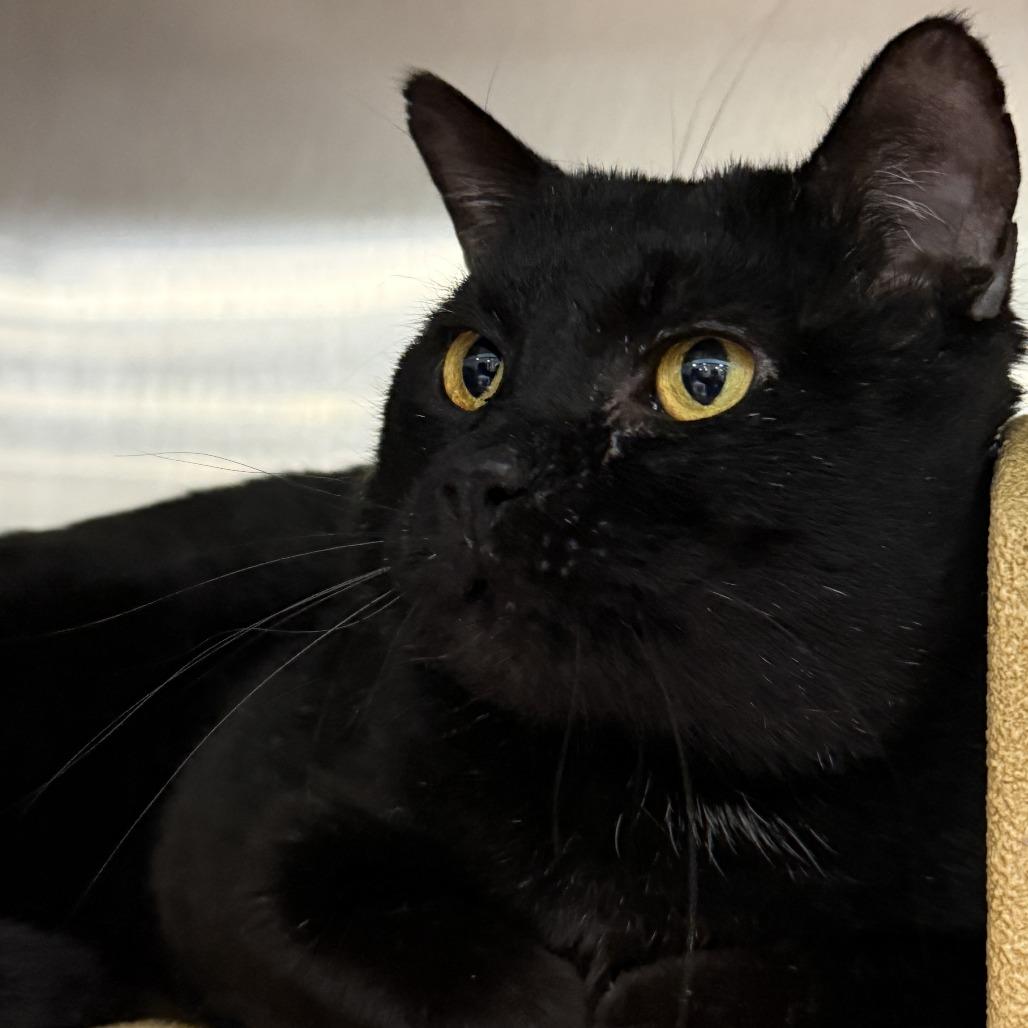 Enlarge Oscar, a Adoptable Domestic Short Hair in Traverse City, MI image 4/6