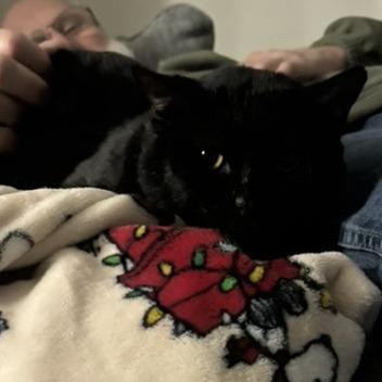 Enlarge Oscar, a Adoptable Domestic Short Hair in Traverse City, MI image 5/6