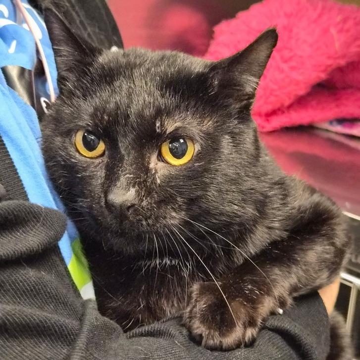Enlarge Oscar, a Adoptable Domestic Short Hair in Traverse City, MI image 6/6