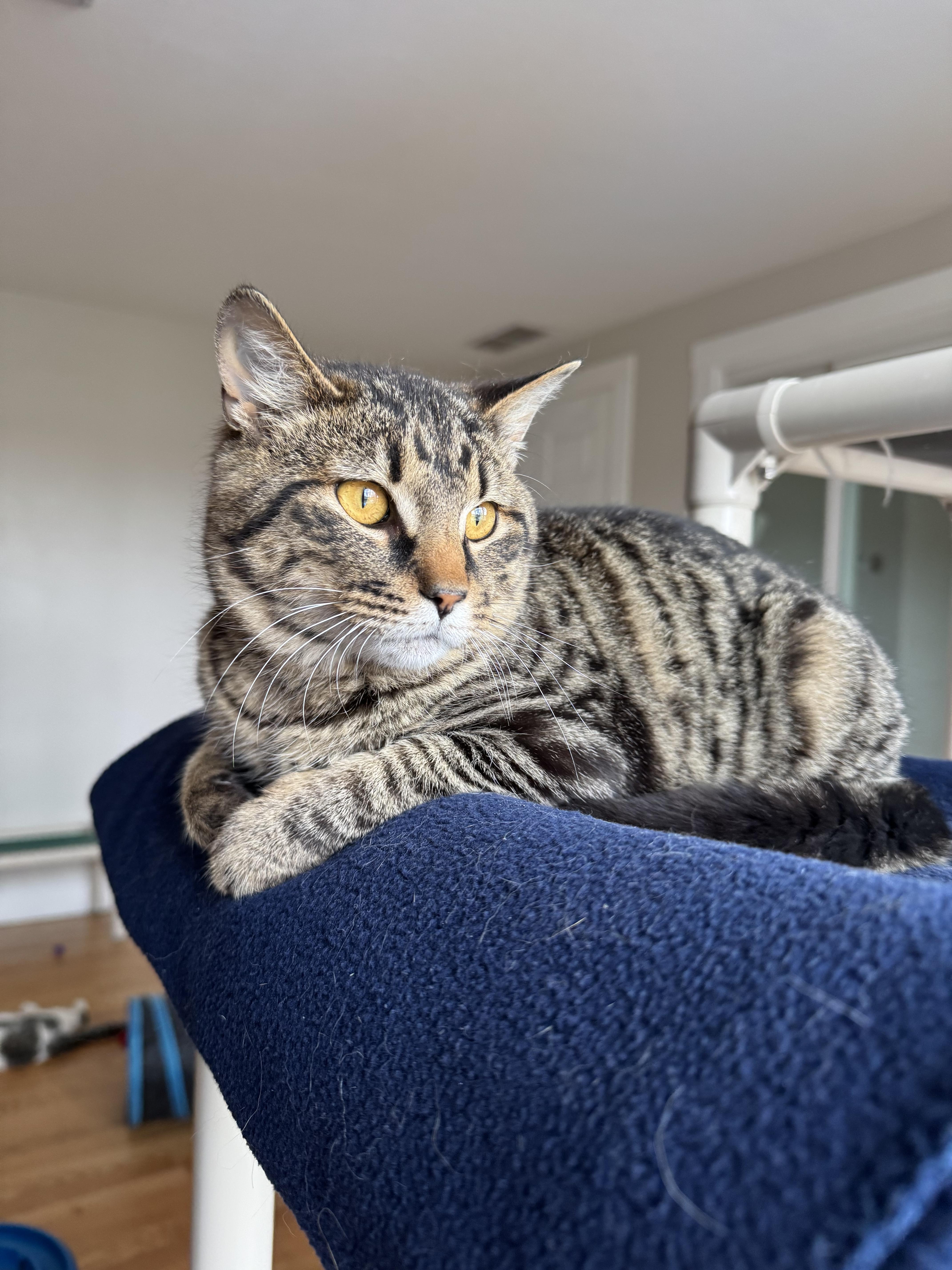 Bean, adopted, Young Male Domestic Short Hair.