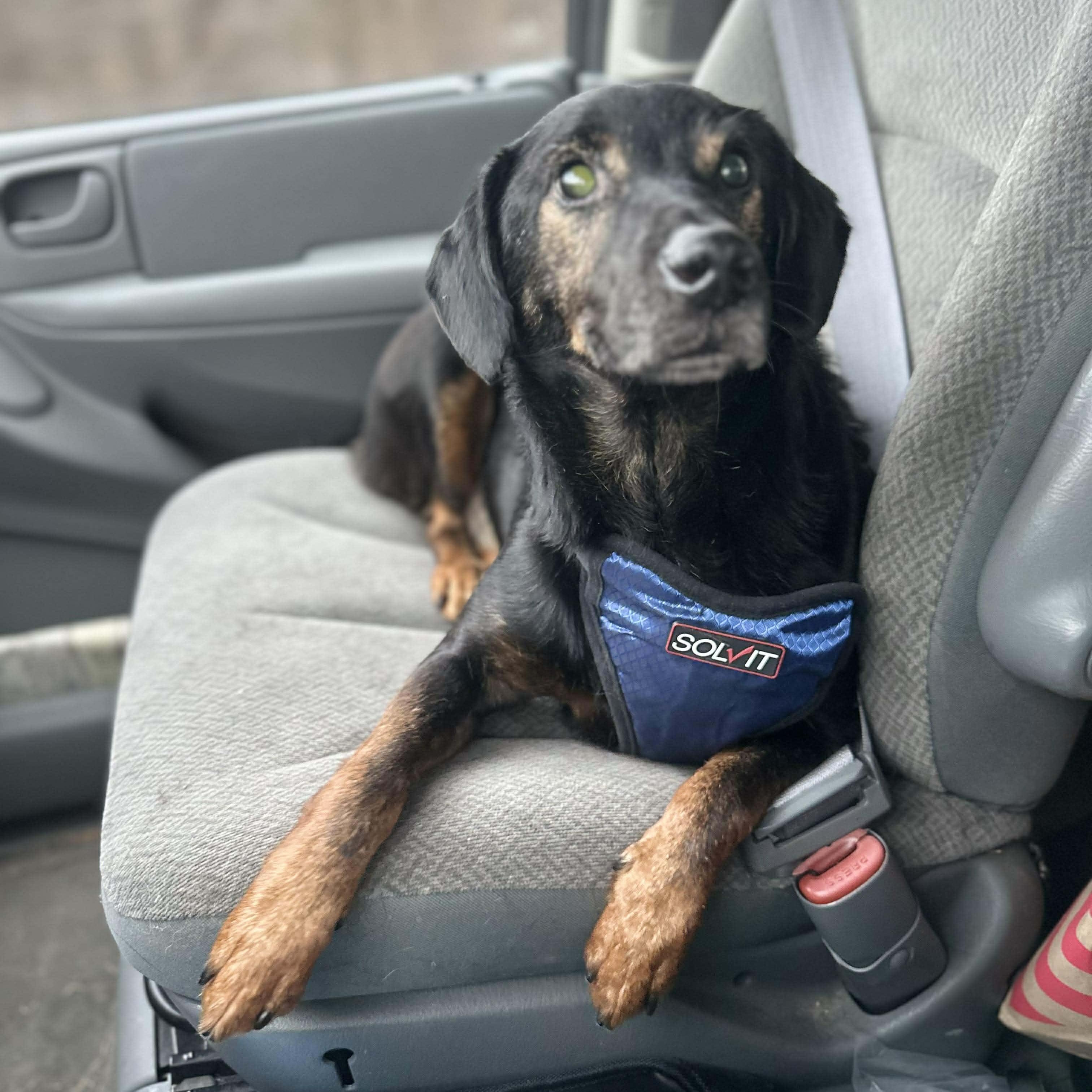 Honda & Hobbs: Foster-to-adopt available, a ADOPTABLE mixed breed in Rochester, NY image 1/6