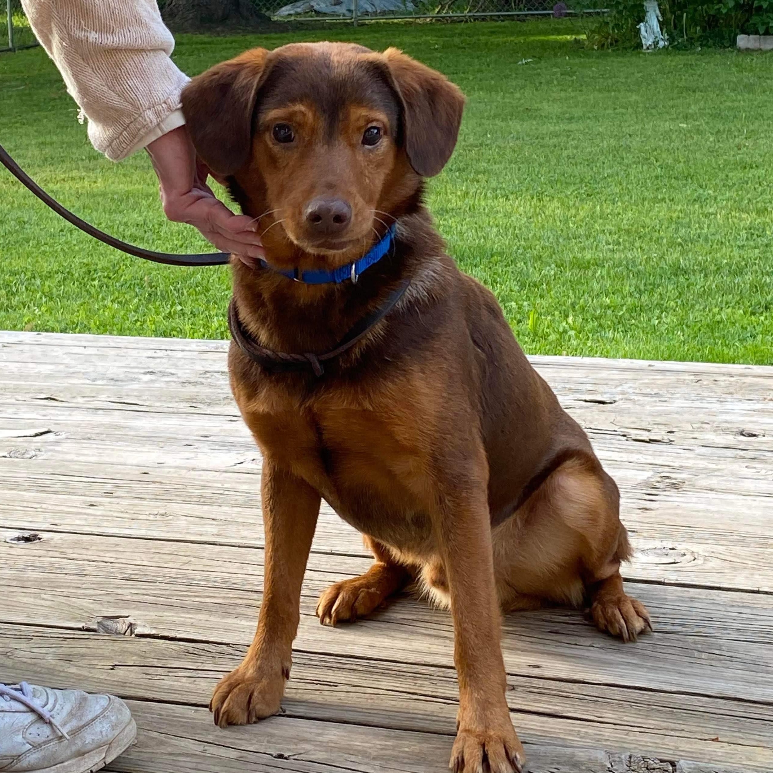 Honda & Hobbs: Foster-to-adopt available, a ADOPTABLE mixed breed in Rochester, NY image 2/6