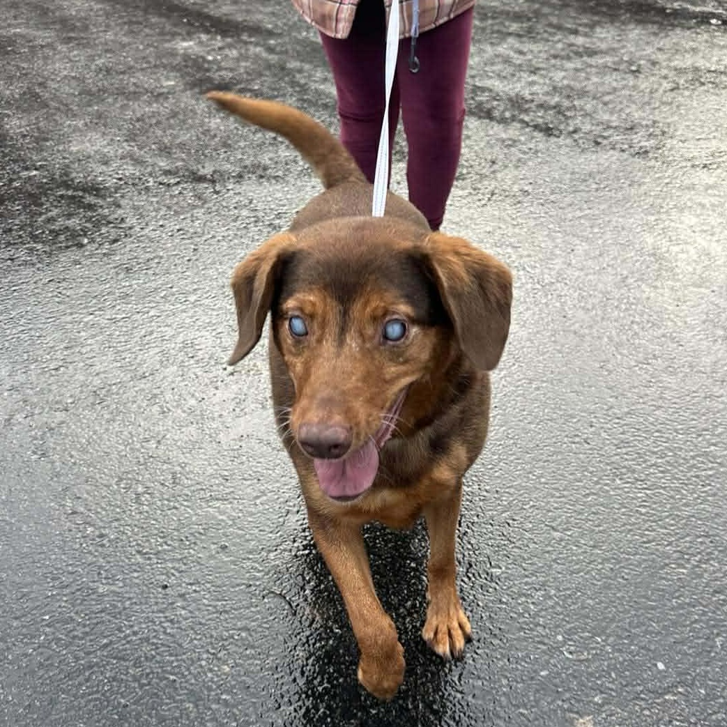 Honda & Hobbs: Foster-to-adopt available, a ADOPTABLE mixed breed in Rochester, NY image 3/6