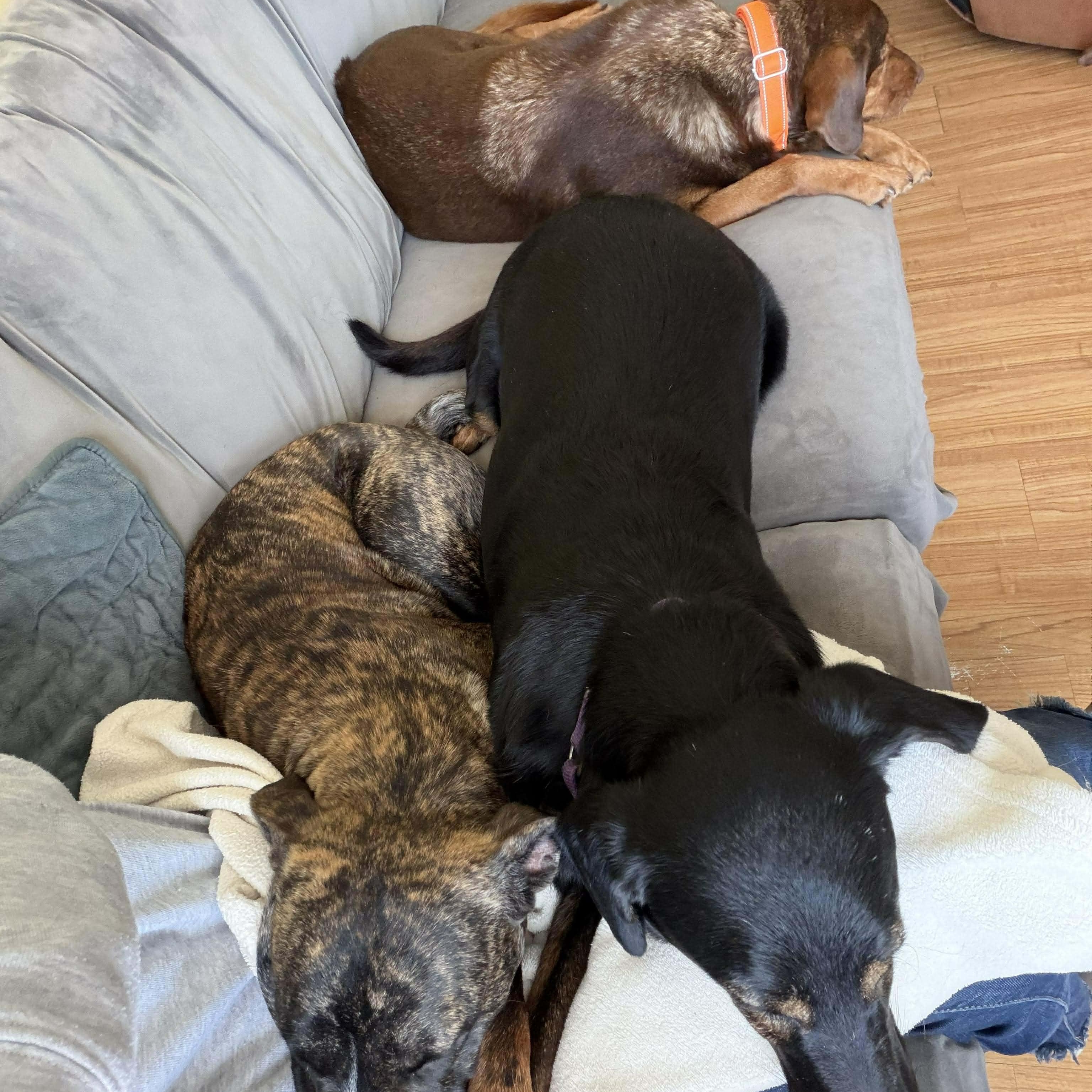 Honda & Hobbs: Foster-to-adopt available, a ADOPTABLE mixed breed in Rochester, NY image 4/6