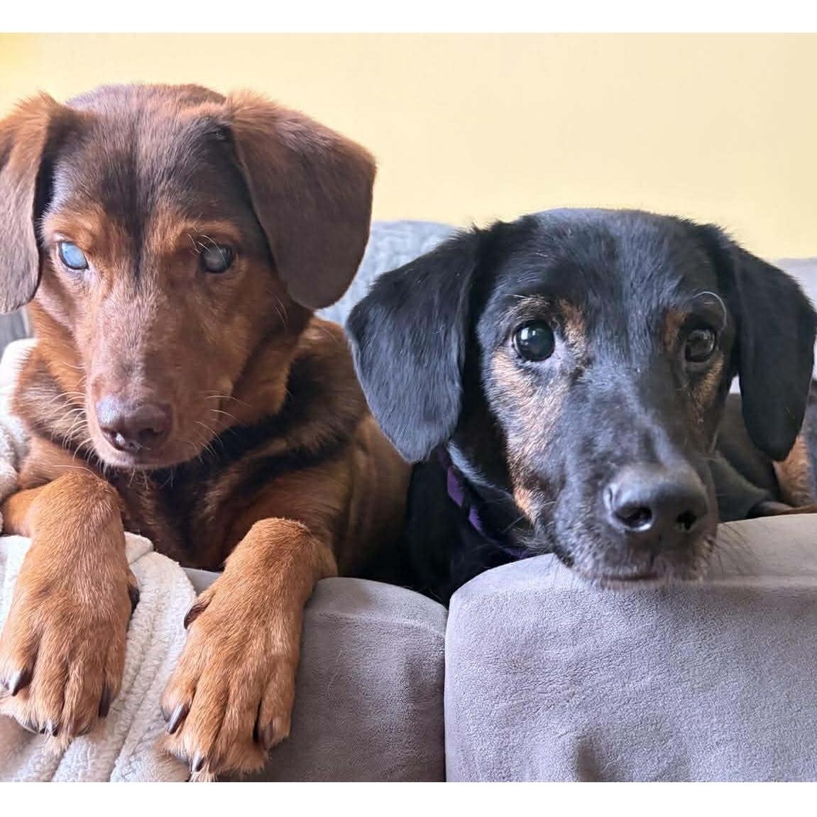 Honda & Hobbs: Foster-to-adopt available, a ADOPTABLE mixed breed in Rochester, NY image 5/6