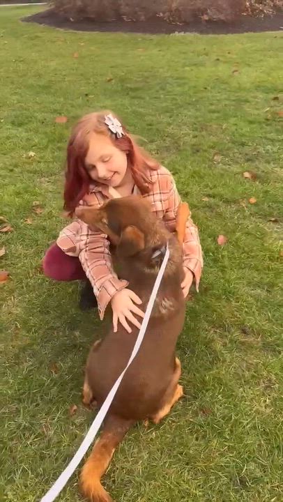 Enlarge Honda & Hobbs: Foster-to-adopt available, a ADOPTABLE mixed breed in Rochester, NY video 6/6