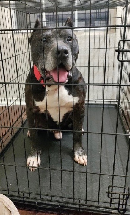 Enlarge Shadow, a Adoptable mixed breed in Anna, TX image 1/10