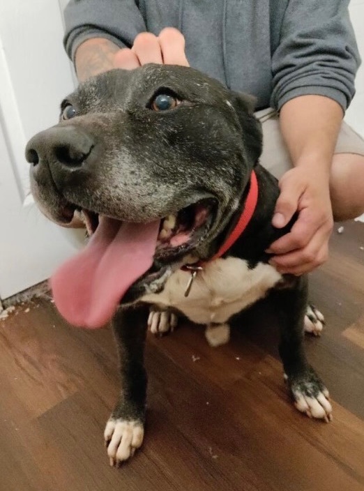 Enlarge Shadow, a Adoptable mixed breed in Anna, TX image 2/10