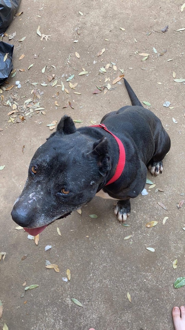 Enlarge Shadow, a Adoptable mixed breed in Anna, TX image 3/10