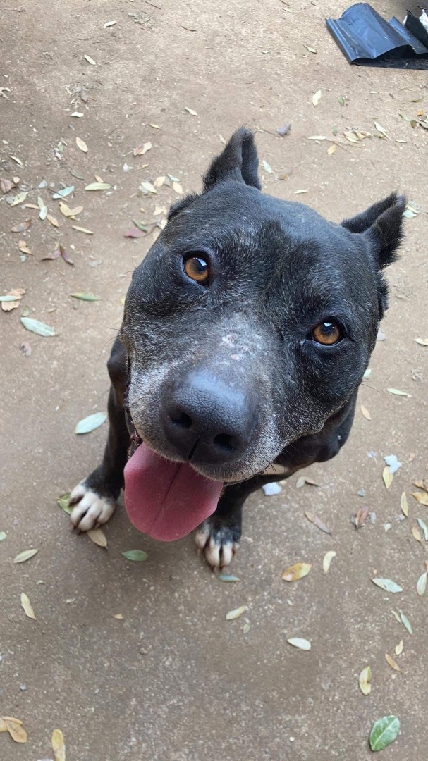 Enlarge Shadow, a Adoptable mixed breed in Anna, TX image 4/10
