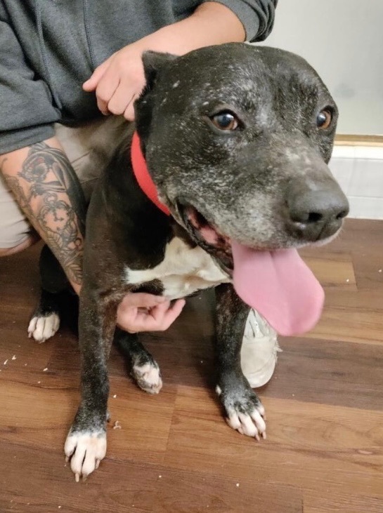 Enlarge Shadow, a Adoptable mixed breed in Anna, TX image 5/10