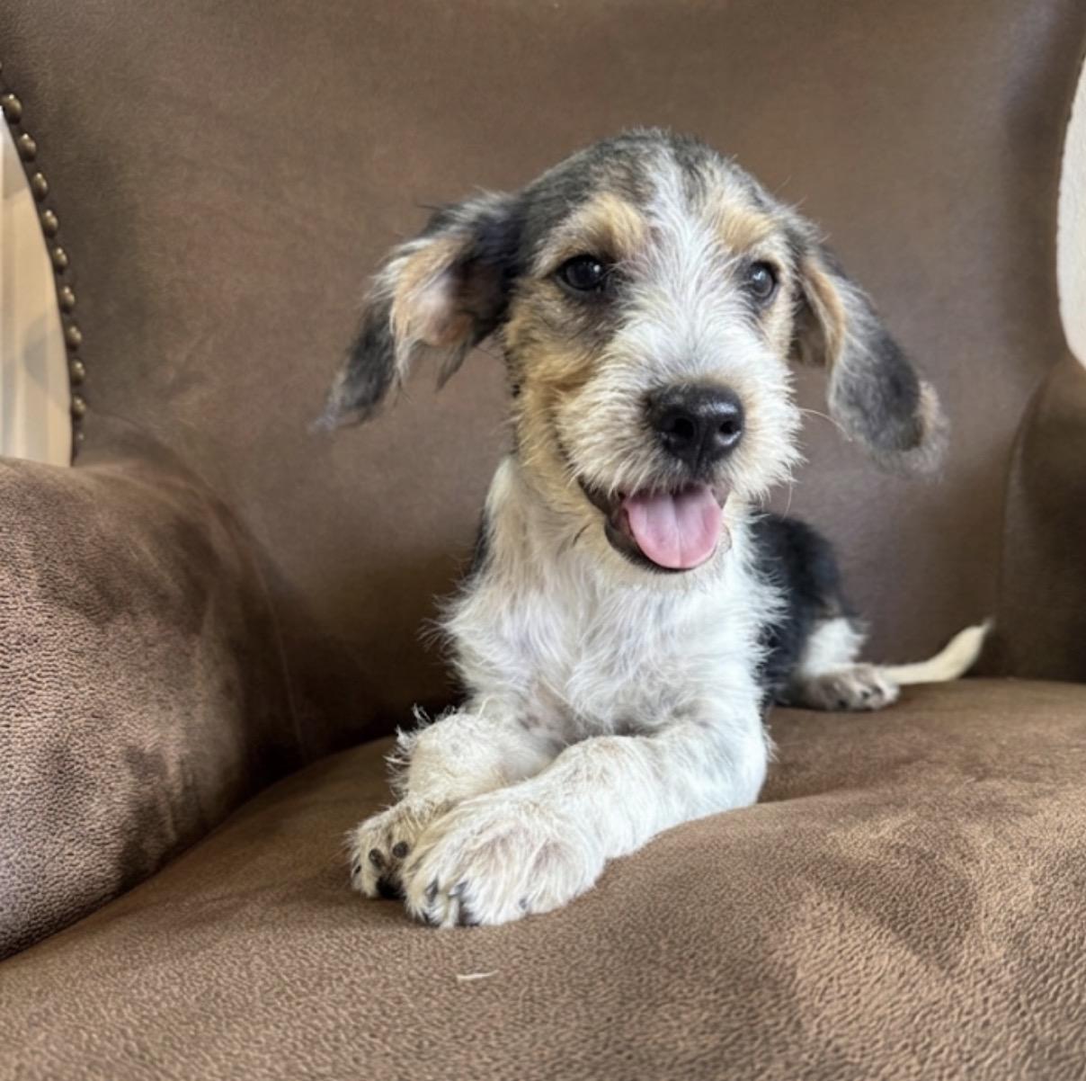 Sunny, a ADOPTABLE mixed breed in Hales corners, WI image 2/3