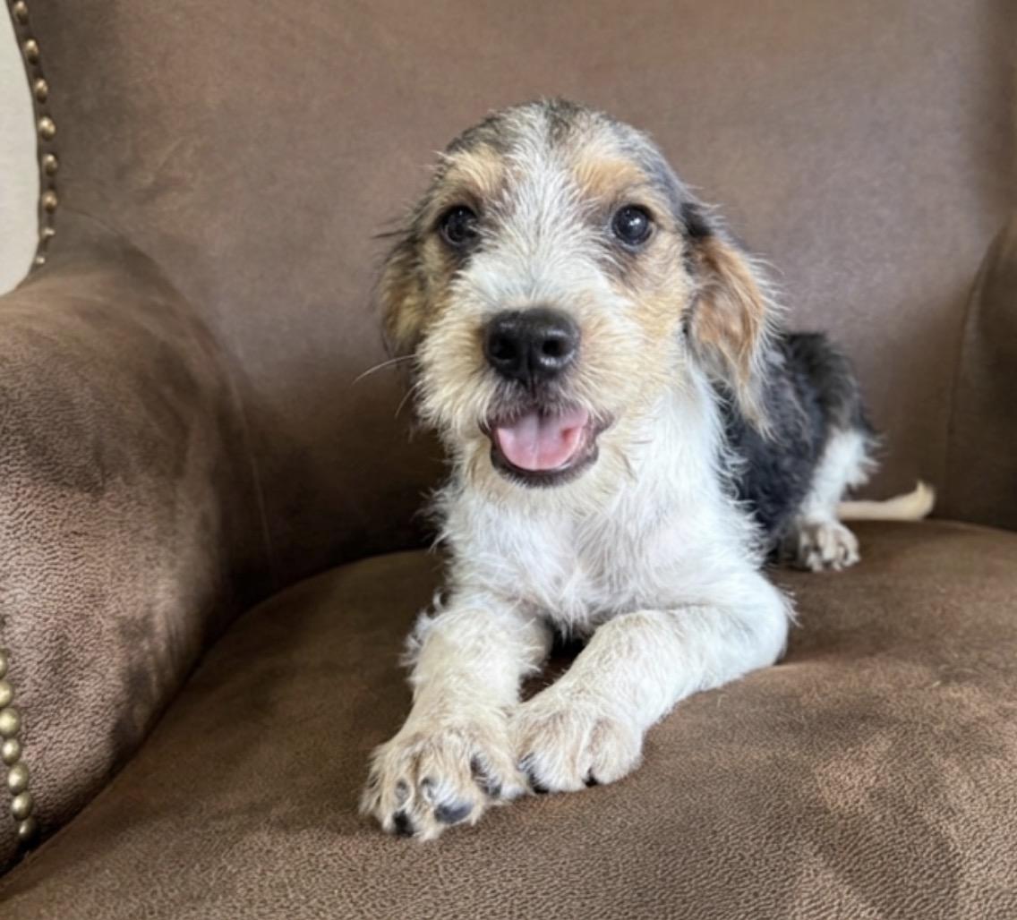 Sunny, a ADOPTABLE mixed breed in Hales corners, WI image 3/3