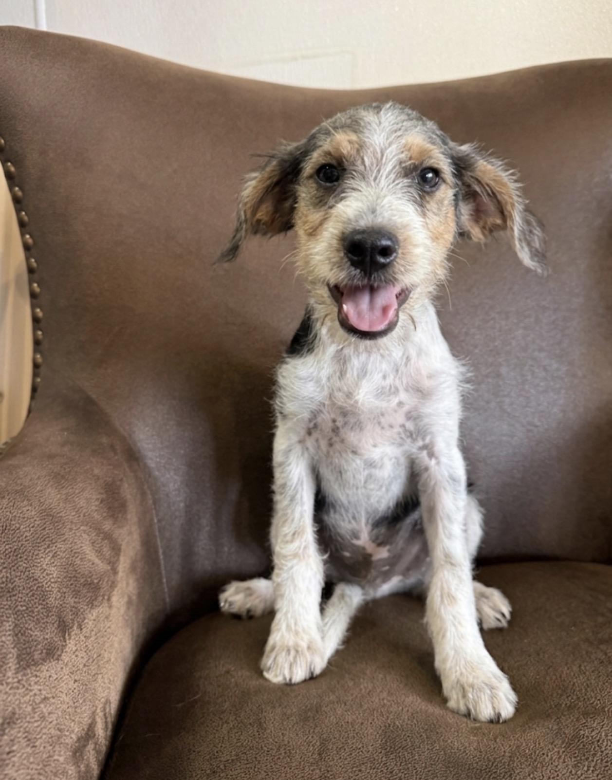Sunny, ADOPTABLE, Puppy Male Miniature Schnauzer & Fox Terrier.