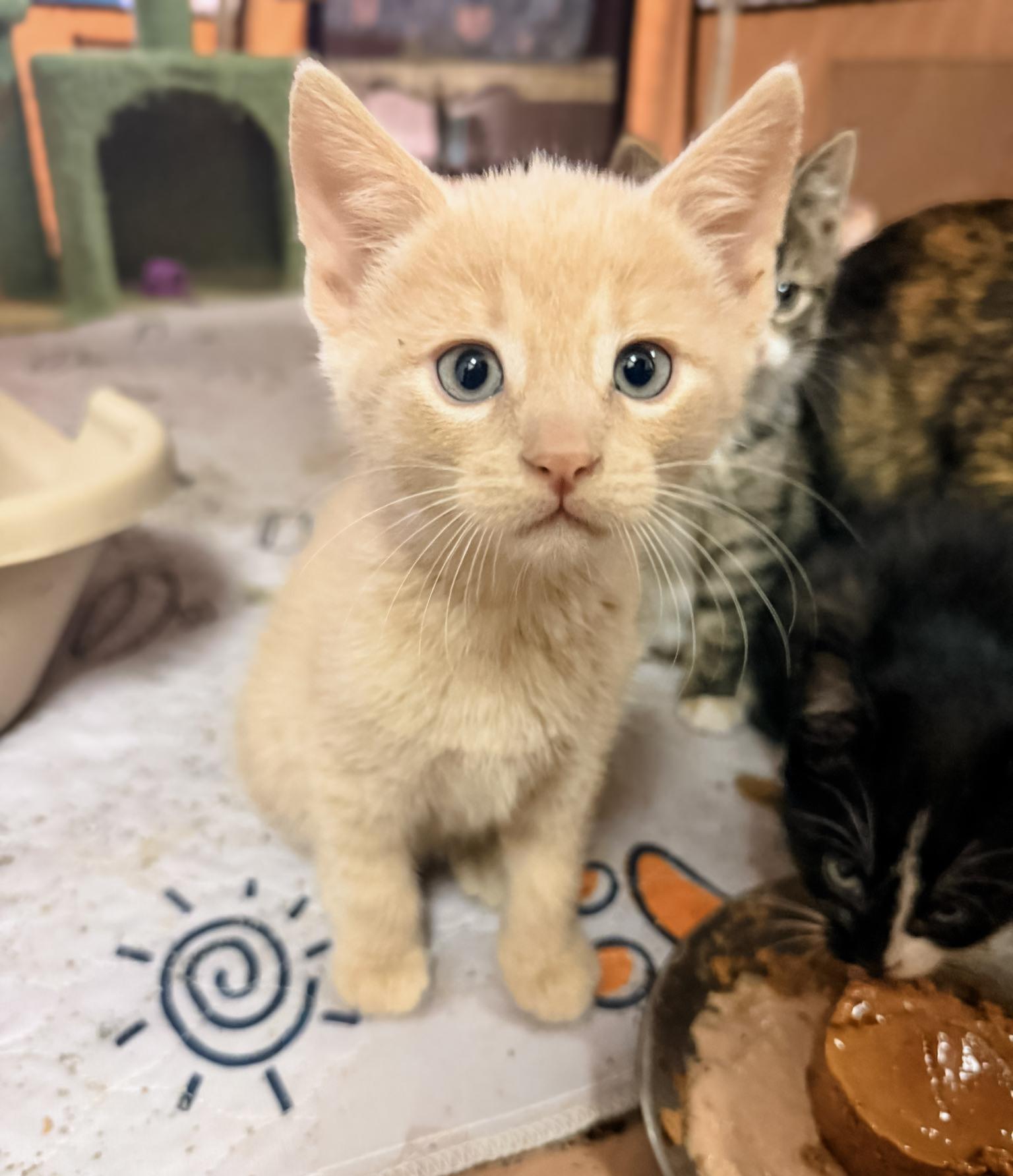 SATURN, a ADOPTABLE Domestic Short Hair in Philadelphia, PA image 1/4