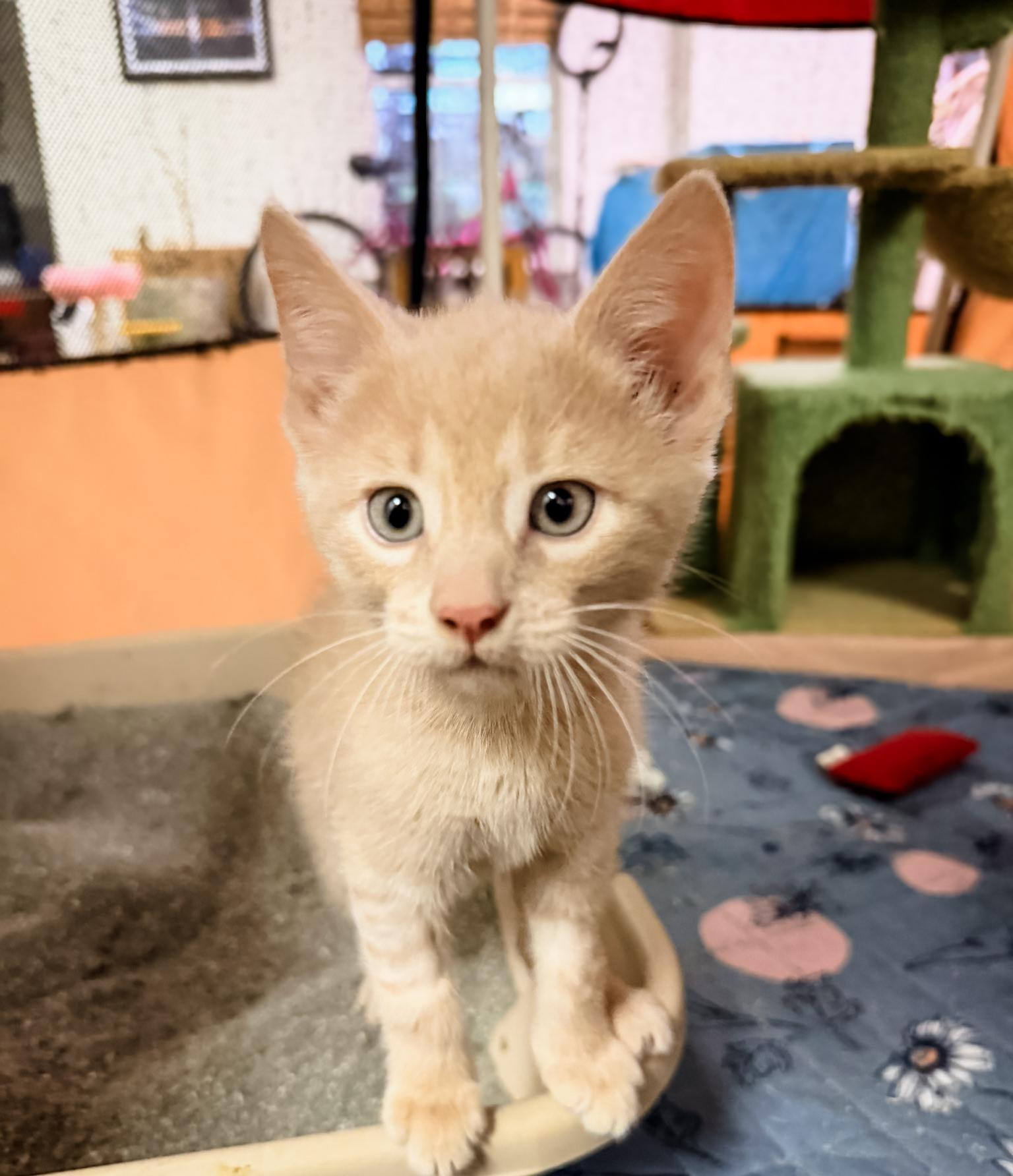 SATURN, a ADOPTABLE Domestic Short Hair in Philadelphia, PA image 2/4