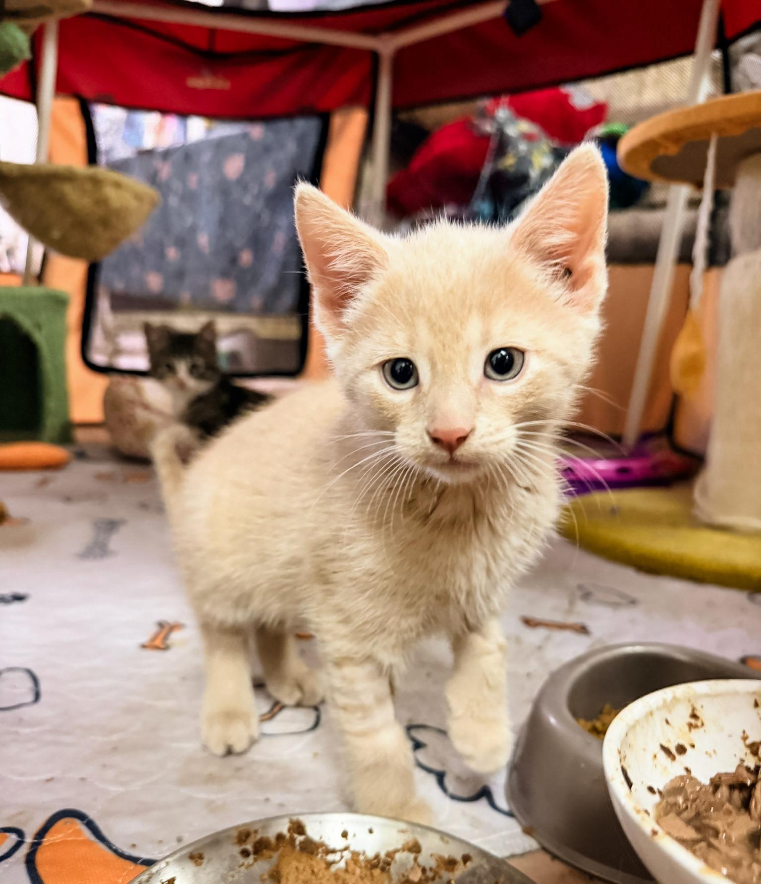 SATURN, a ADOPTABLE Domestic Short Hair in Philadelphia, PA image 4/4