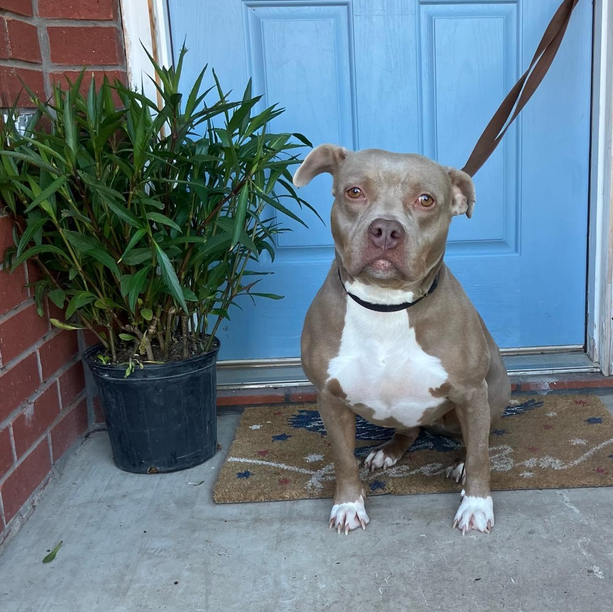 Bailey-Sue — thumbnail 3