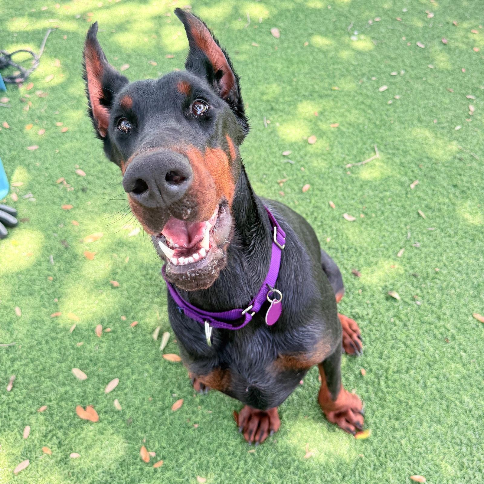 Valkyrie 3606, Adopted, Adult Female Doberman Pinscher.