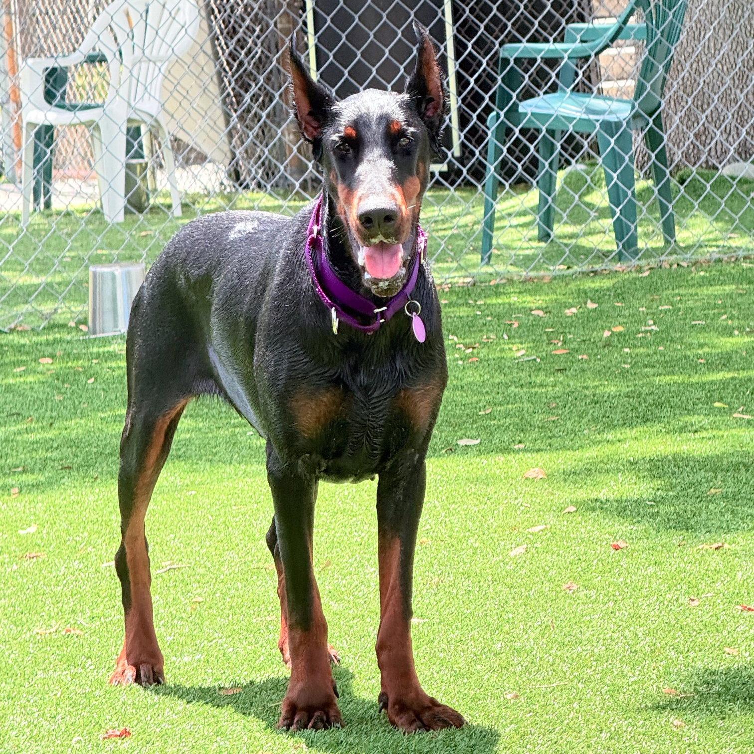 Valkyrie 3606, a Adopted Doberman Pinscher in Oakland Park, FL image 2/3