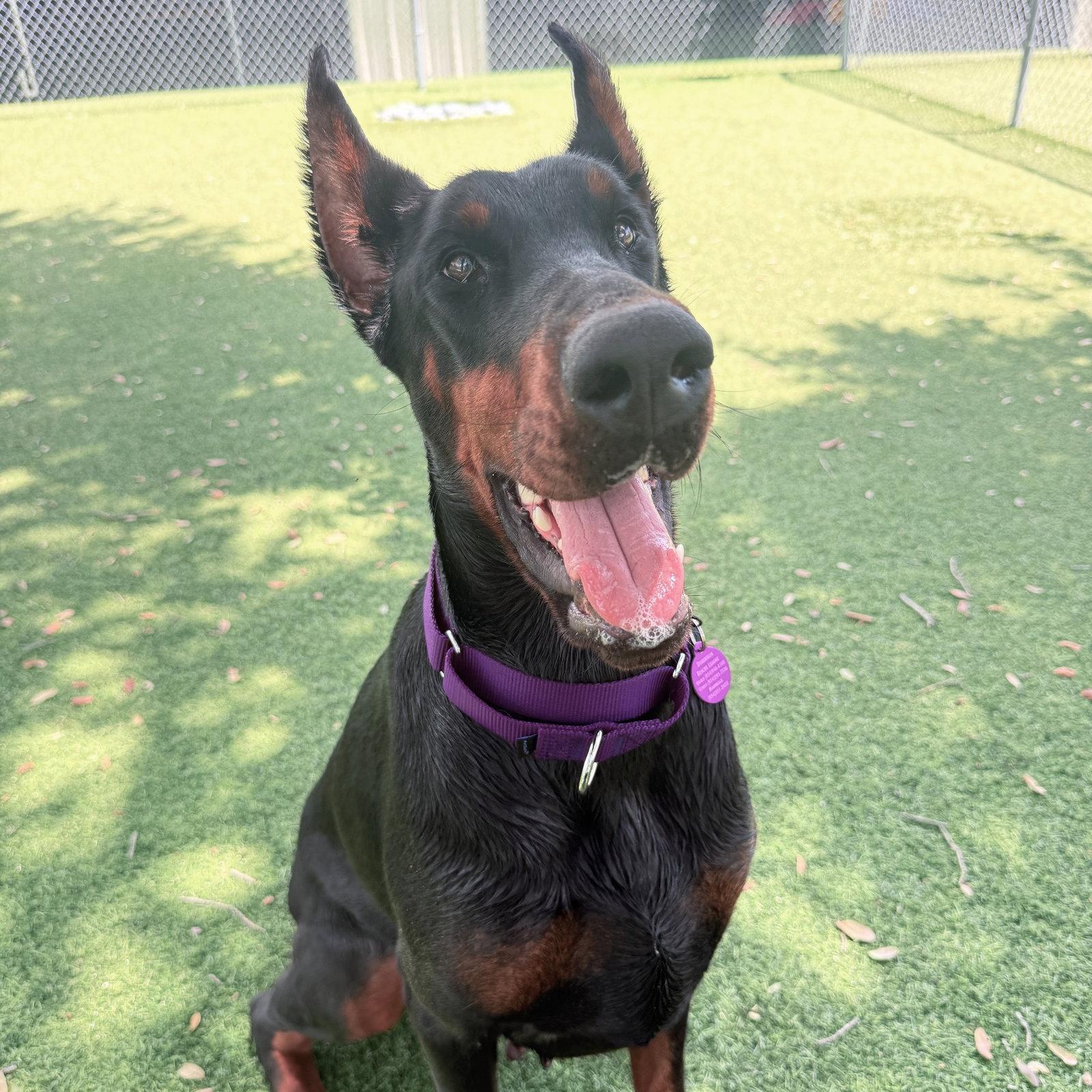 Valkyrie 3606, a Adopted Doberman Pinscher in Oakland Park, FL image 3/3