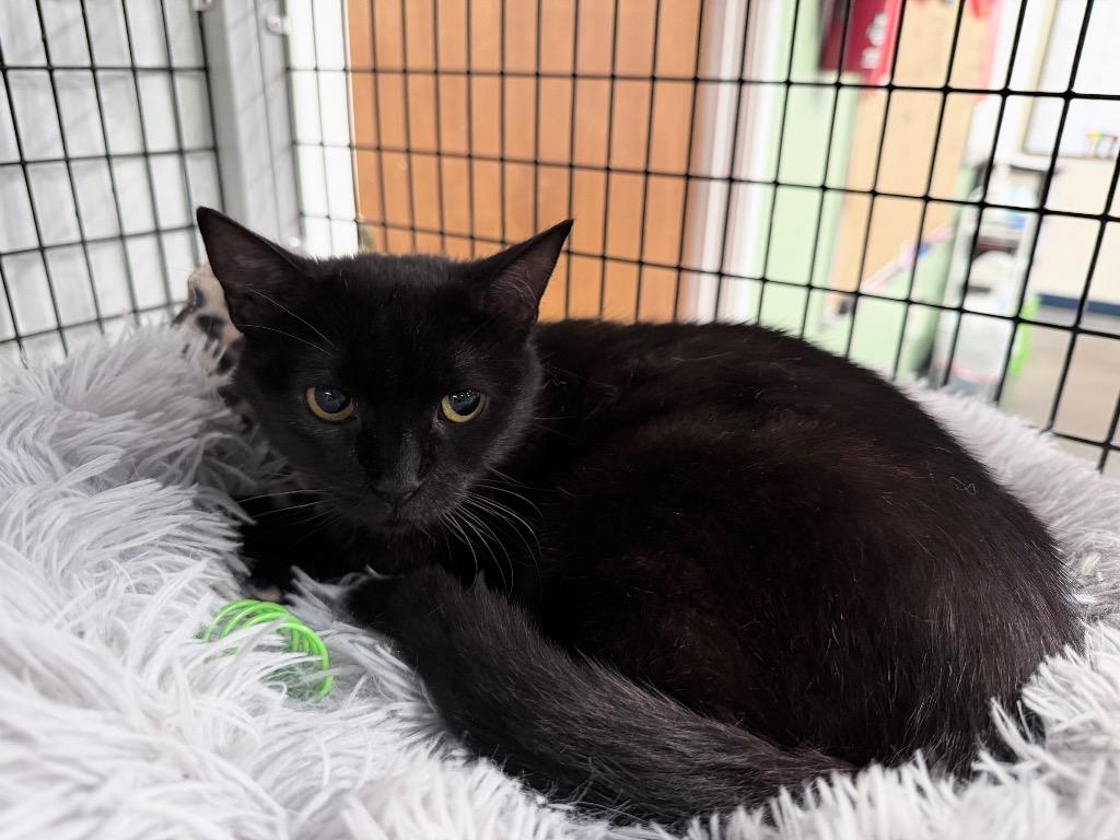 Stevland, Adoptable, Young Female Domestic Short Hair.