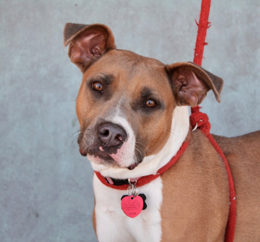 Enlarge Moxie, a Adoptable Mixed Breed in Albuquerque, NM image 16/18