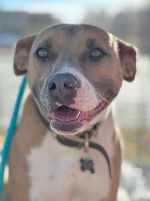Enlarge Moxie, a Adoptable Mixed Breed in Albuquerque, NM image 17/18