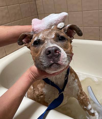 Enlarge Moxie, a Adoptable Mixed Breed in Albuquerque, NM image 18/18