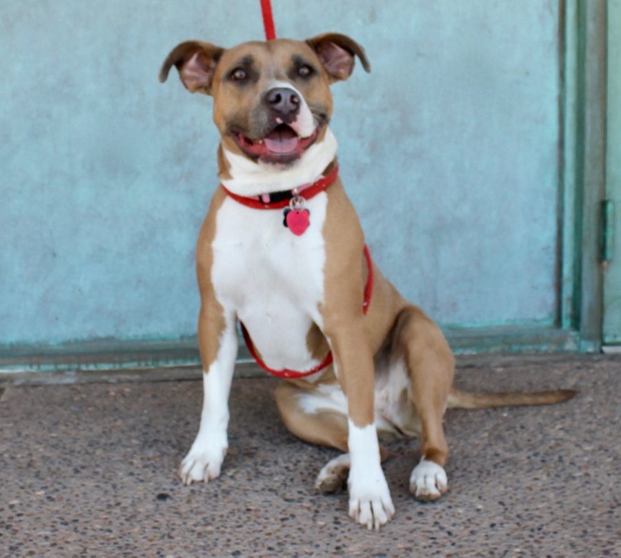 Enlarge Moxie, a Adoptable Mixed Breed in Albuquerque, NM image 1/18