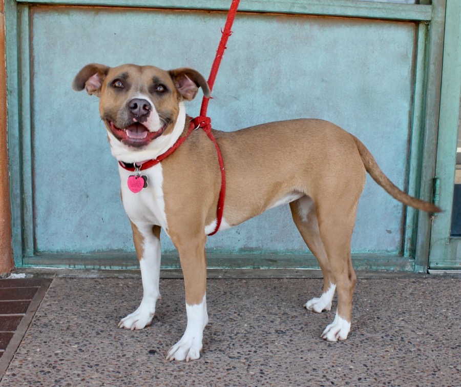Enlarge Moxie, a Adoptable Mixed Breed in Albuquerque, NM image 15/18