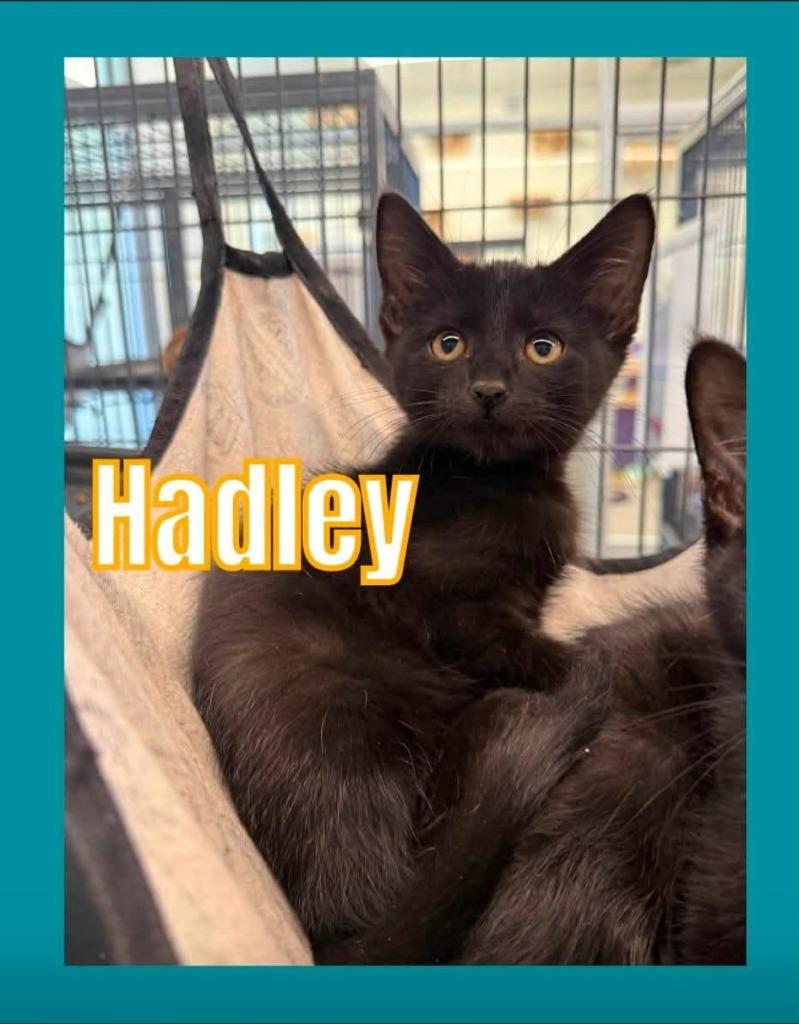 Hadley photo