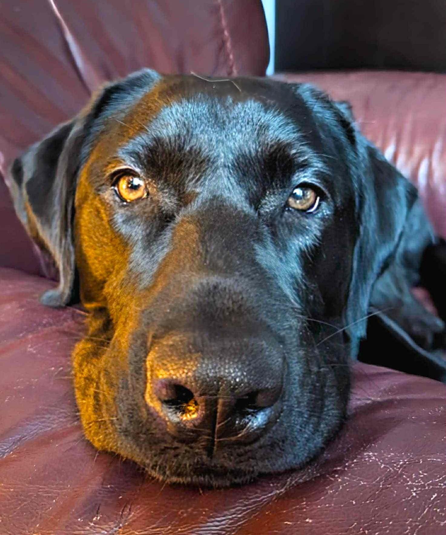 Enlarge Haly, a ADOPTABLE Black Labrador Retriever in Chertsey, QC image 5/5