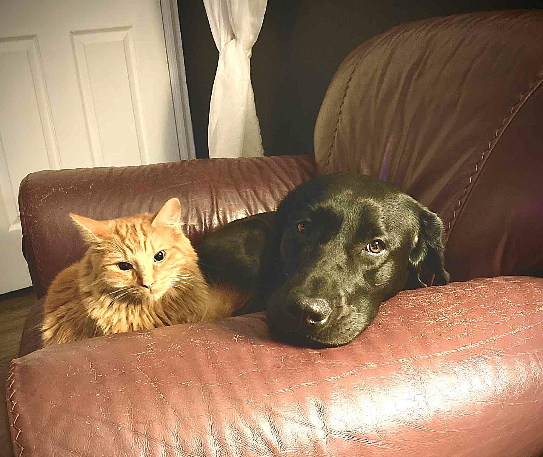 Enlarge Haly, a ADOPTABLE Black Labrador Retriever in Chertsey, QC image 2/5