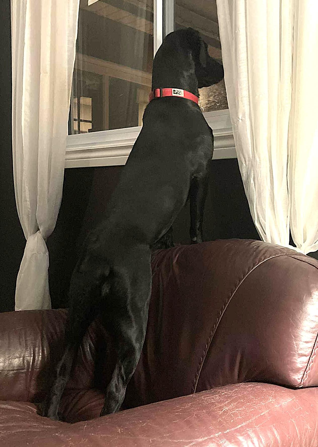 Enlarge Haly, a ADOPTABLE Black Labrador Retriever in Chertsey, QC image 4/5