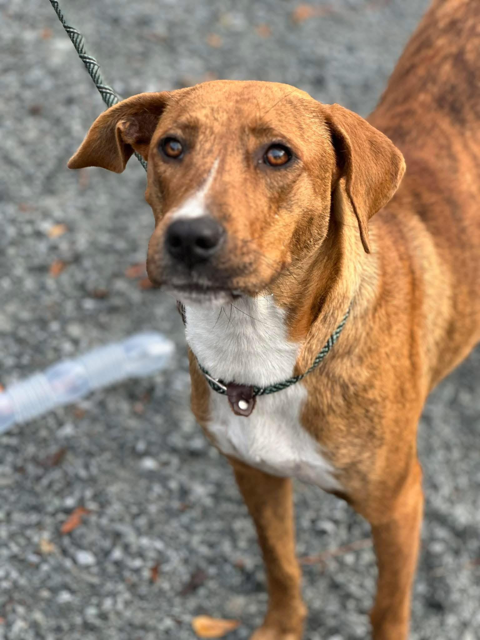 Selena, ADOPTABLE, Adult Female Mixed Breed.