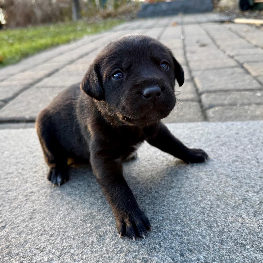 Gmork, Adoptable, Puppy Male Mixed Breed.