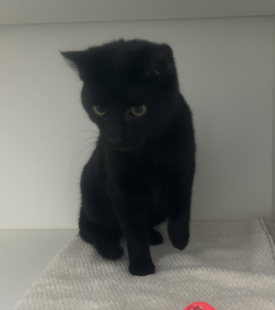 Fern, Adoptable, Young Female Domestic Short Hair.