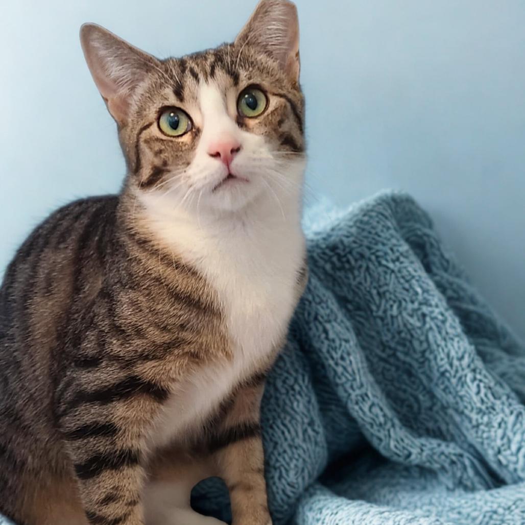 Sam, Adoptable, Young Male Domestic Short Hair.