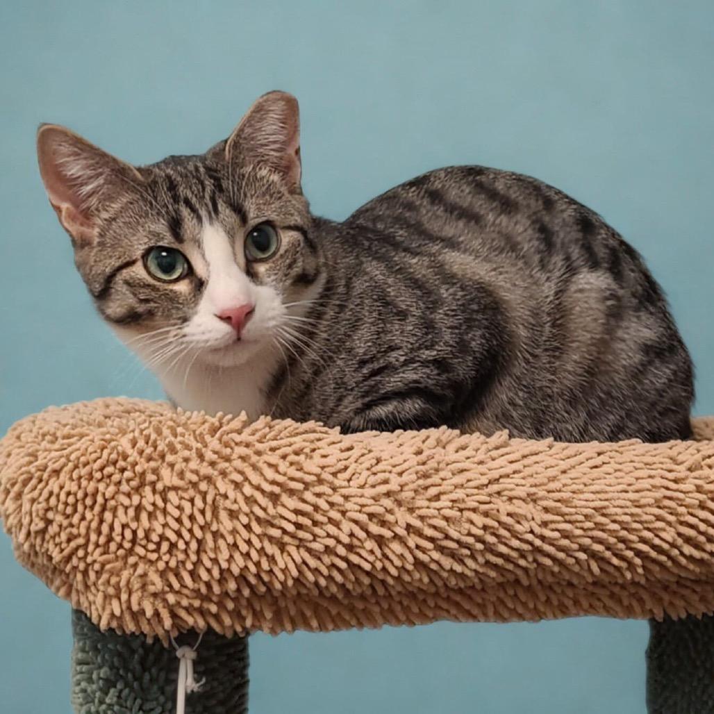 Enlarge Sam, a Adoptable Domestic Short Hair in Oceanside, NY image 2/2