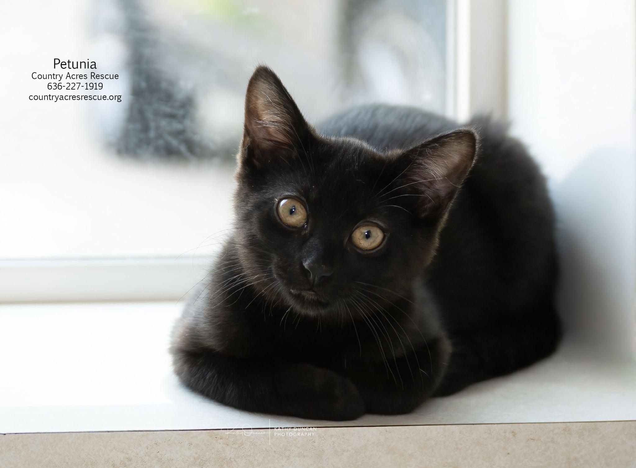 Petunia, ADOPTABLE, Kitten Female Domestic Short Hair.