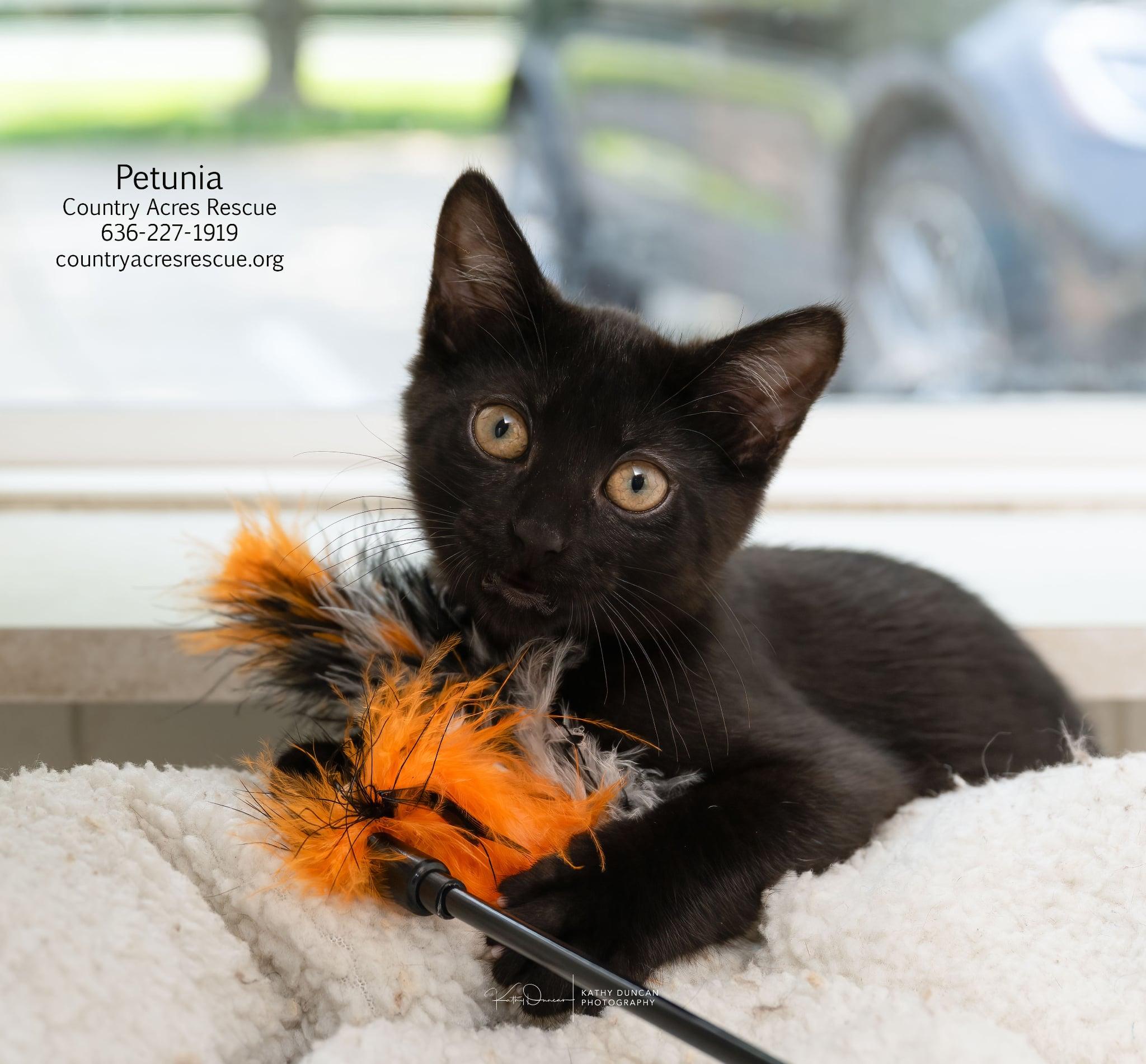 Petunia, a ADOPTABLE Domestic Short Hair in Manchester, MO image 2/3
