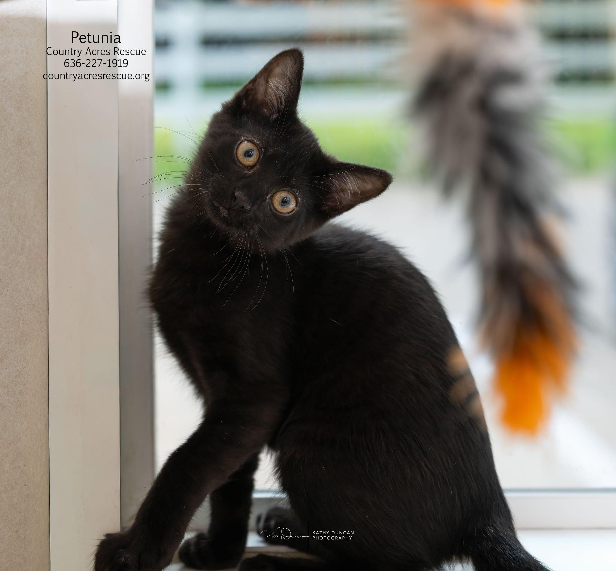 Petunia, a ADOPTABLE Domestic Short Hair in Manchester, MO image 3/3